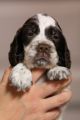 WILDOMAR'S WANT TO BE YOUR SOULMATE